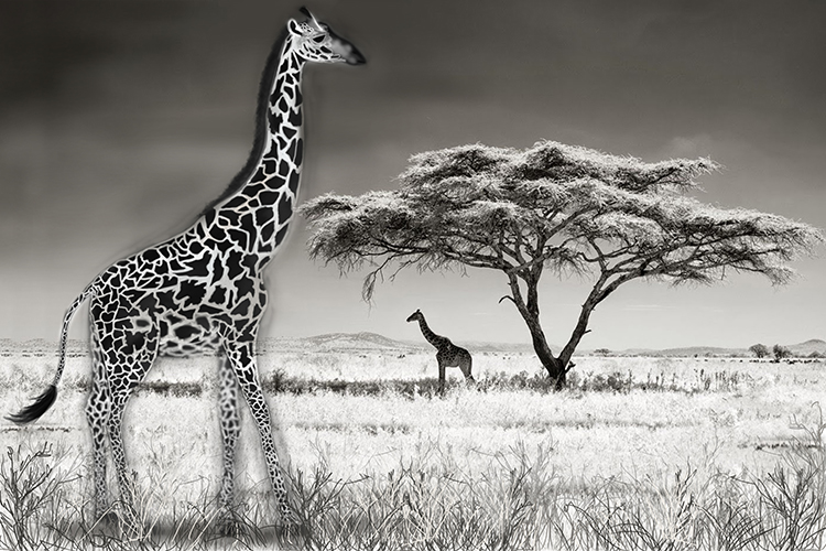 Giraffes have to have long necks to reach leaves at the very top of trees meaning smaller giraffes will not survive